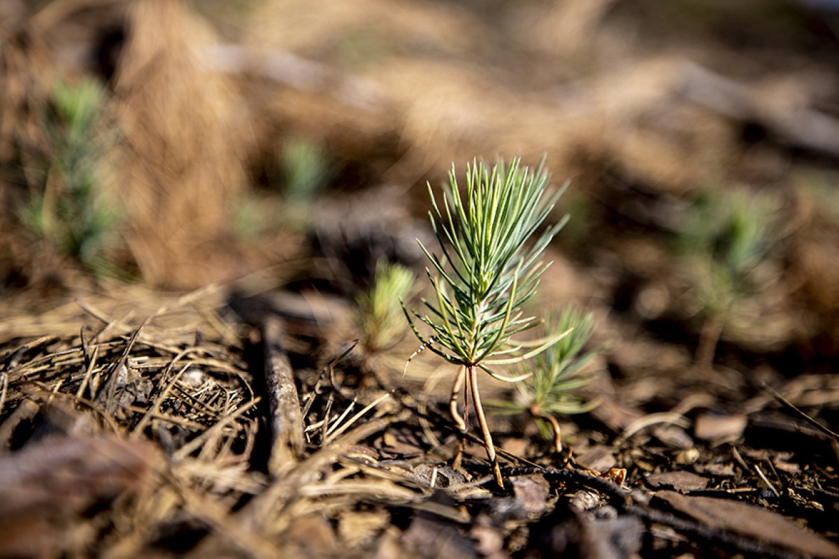 Antalya da yanan ormanlar yeşeriyor #3