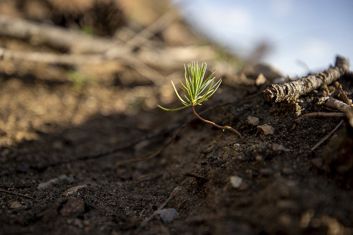Antalya da yanan ormanlar yeşeriyor #1