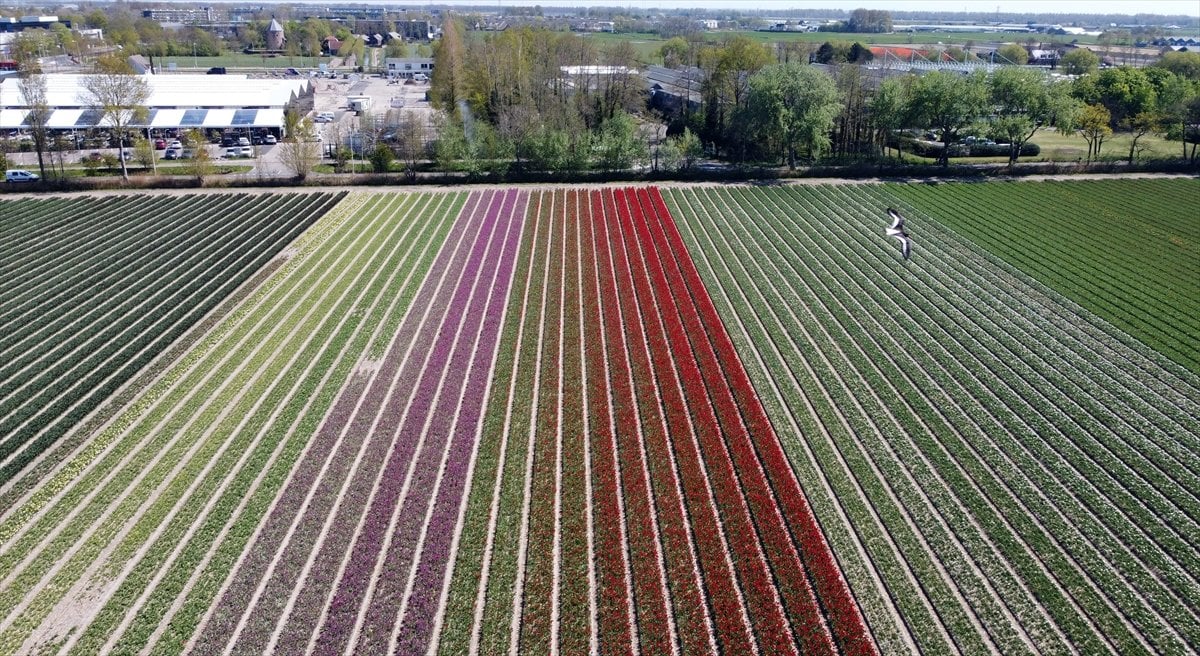 Hollanda da lale tarlaları görüntülendi #13