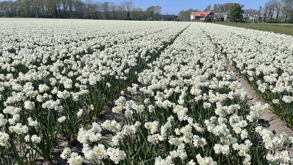 Hollanda da lale tarlaları görüntülendi #15