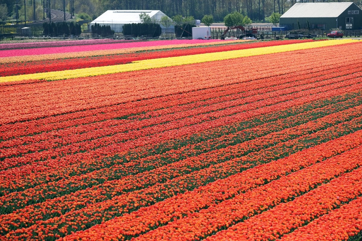 Hollanda da lale tarlaları görüntülendi #23