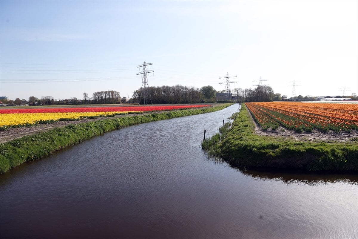 Hollanda da lale tarlaları görüntülendi #12