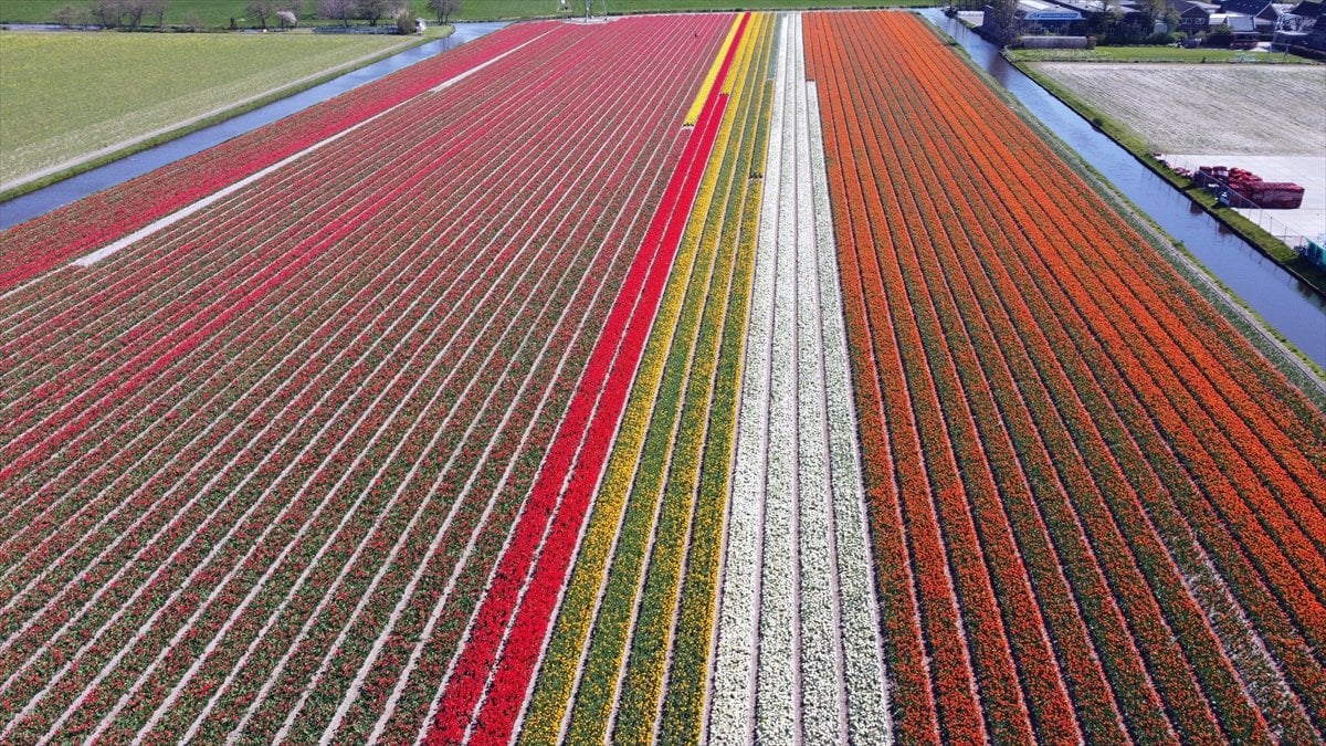 Hollanda da lale tarlaları görüntülendi #17