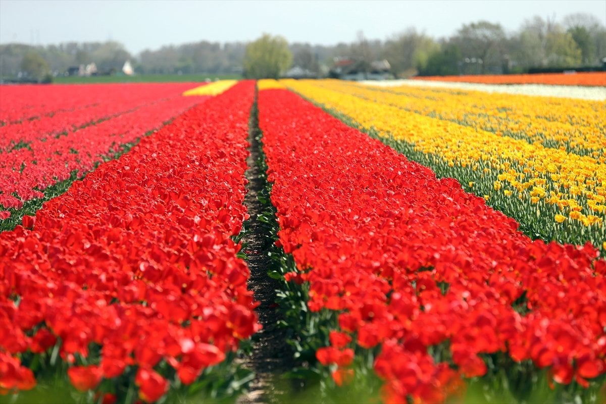 Hollanda da lale tarlaları görüntülendi #4