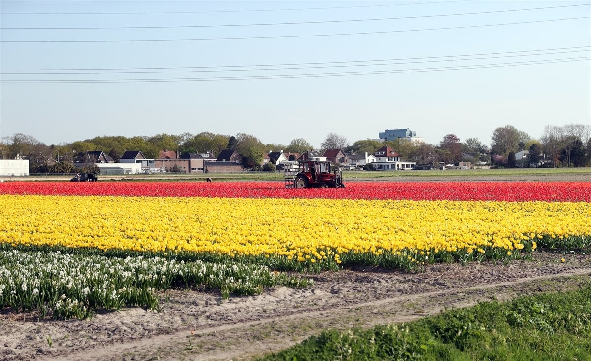 Hollanda da lale tarlaları görüntülendi #22