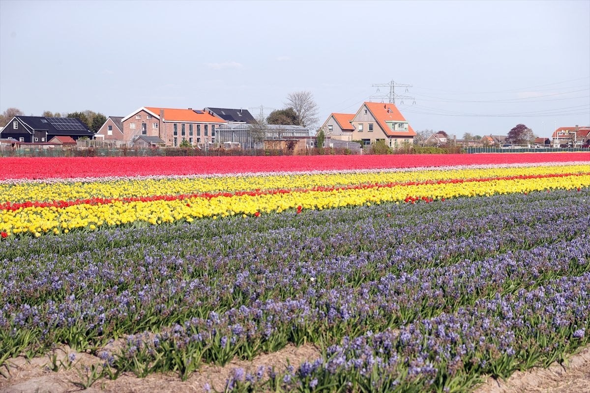 Hollanda da lale tarlaları görüntülendi #9