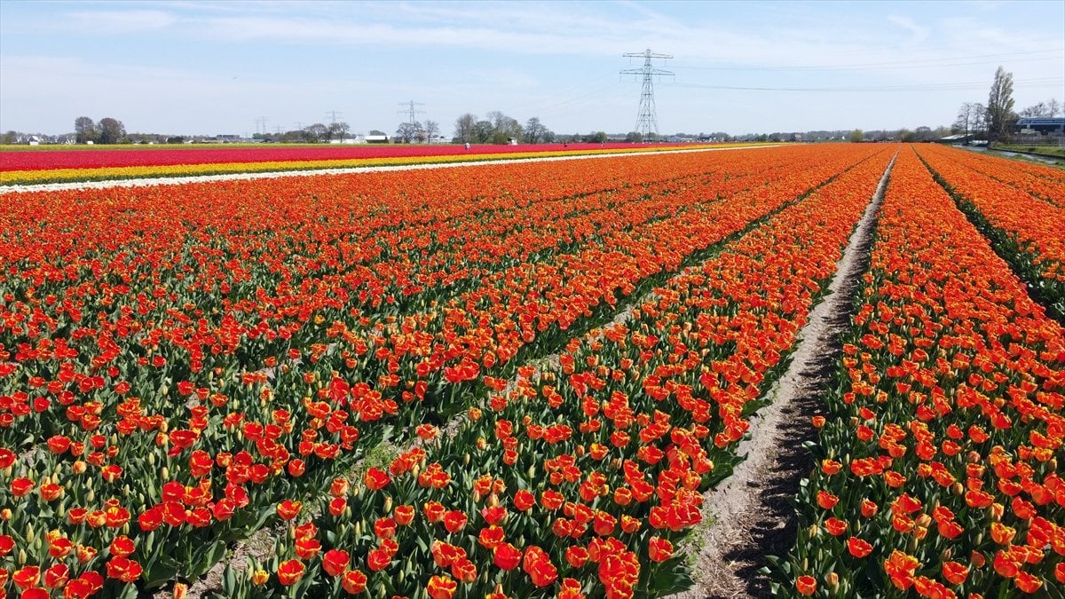Hollanda da lale tarlaları görüntülendi #11