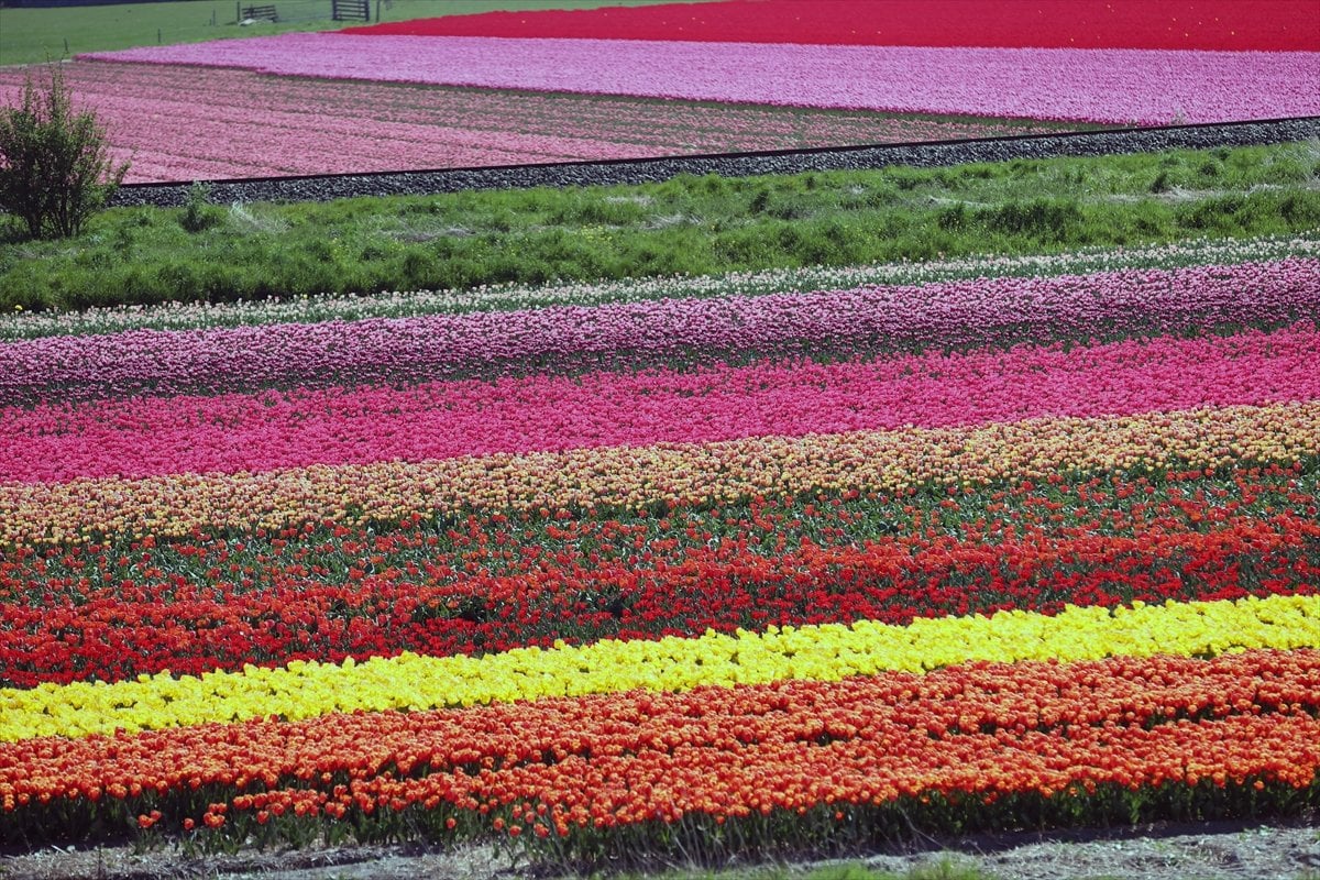 Hollanda da lale tarlaları görüntülendi #8