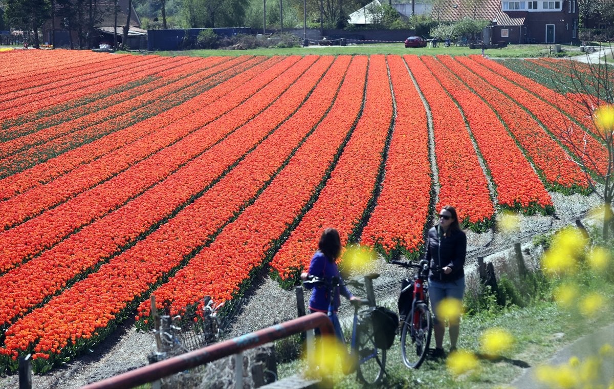 Tulip fields viewed in Netherlands #1