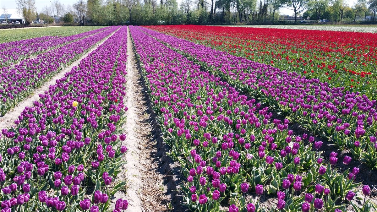 Tulip fields viewed in the Netherlands #18