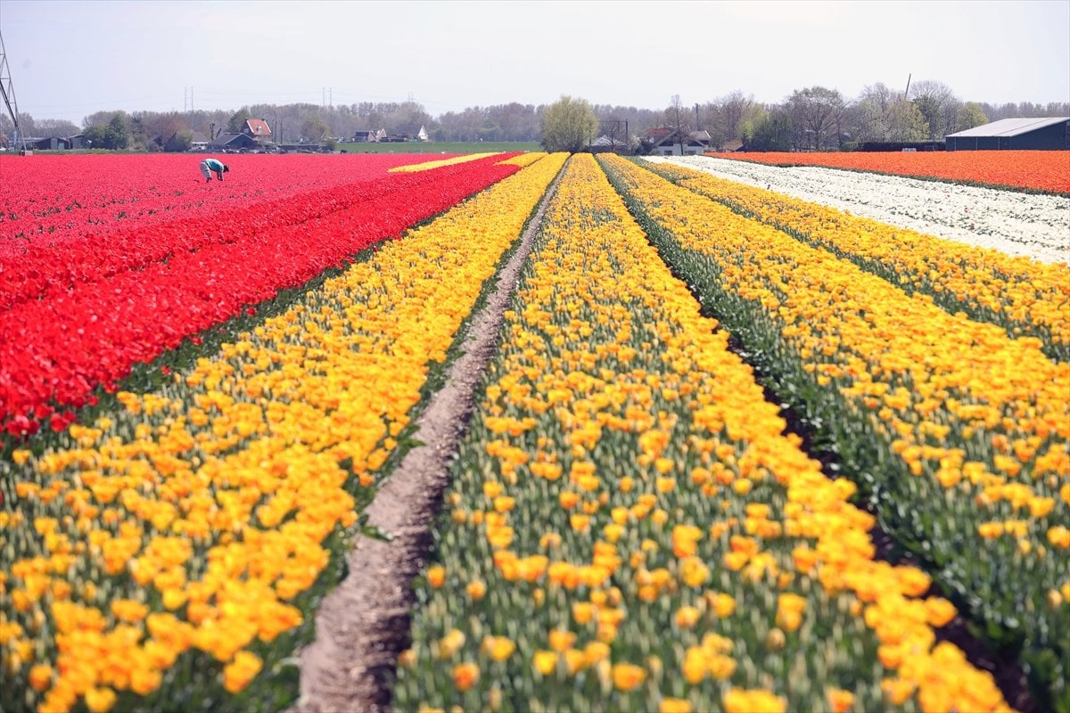 Hollanda da lale tarlaları görüntülendi #5