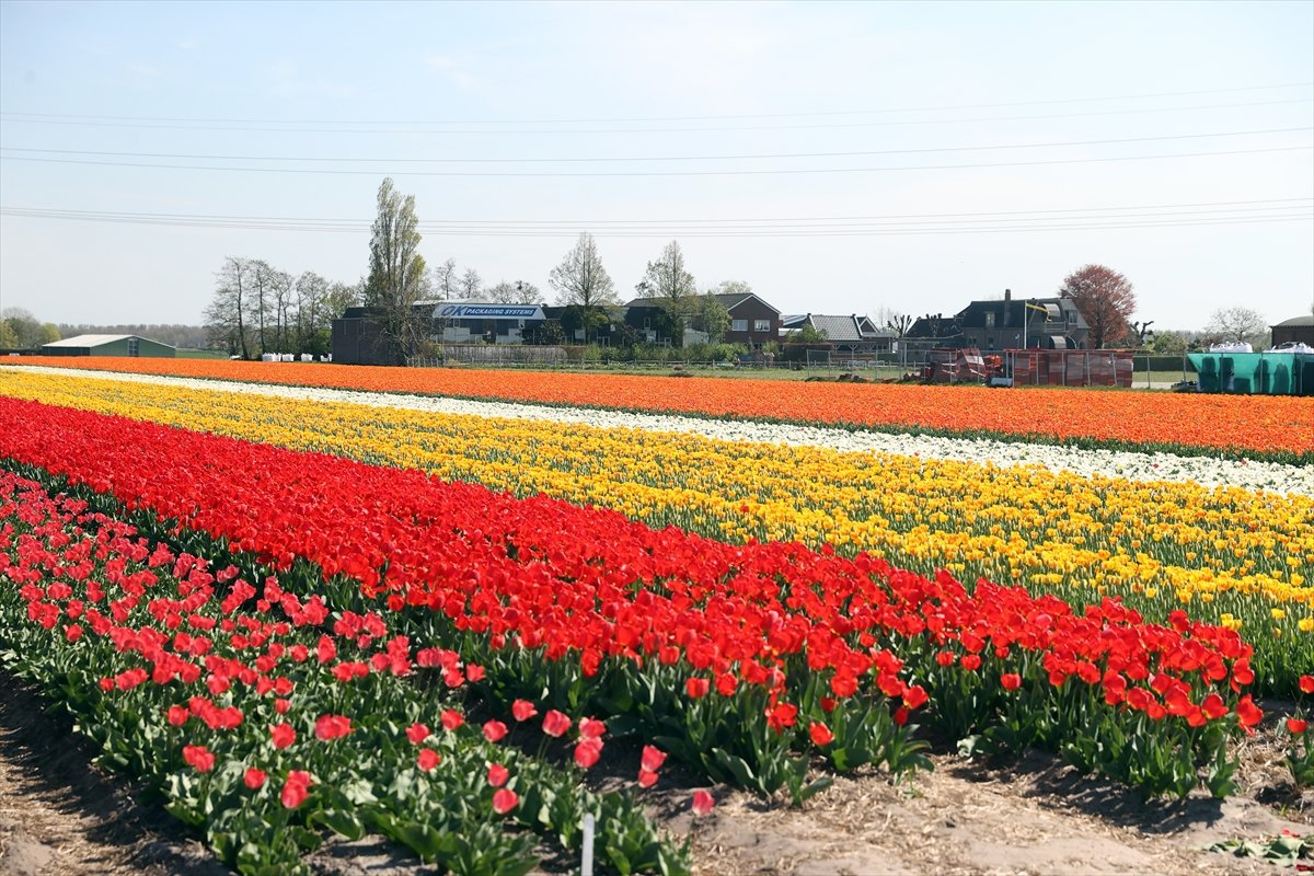 Tulip fields viewed in the Netherlands #3