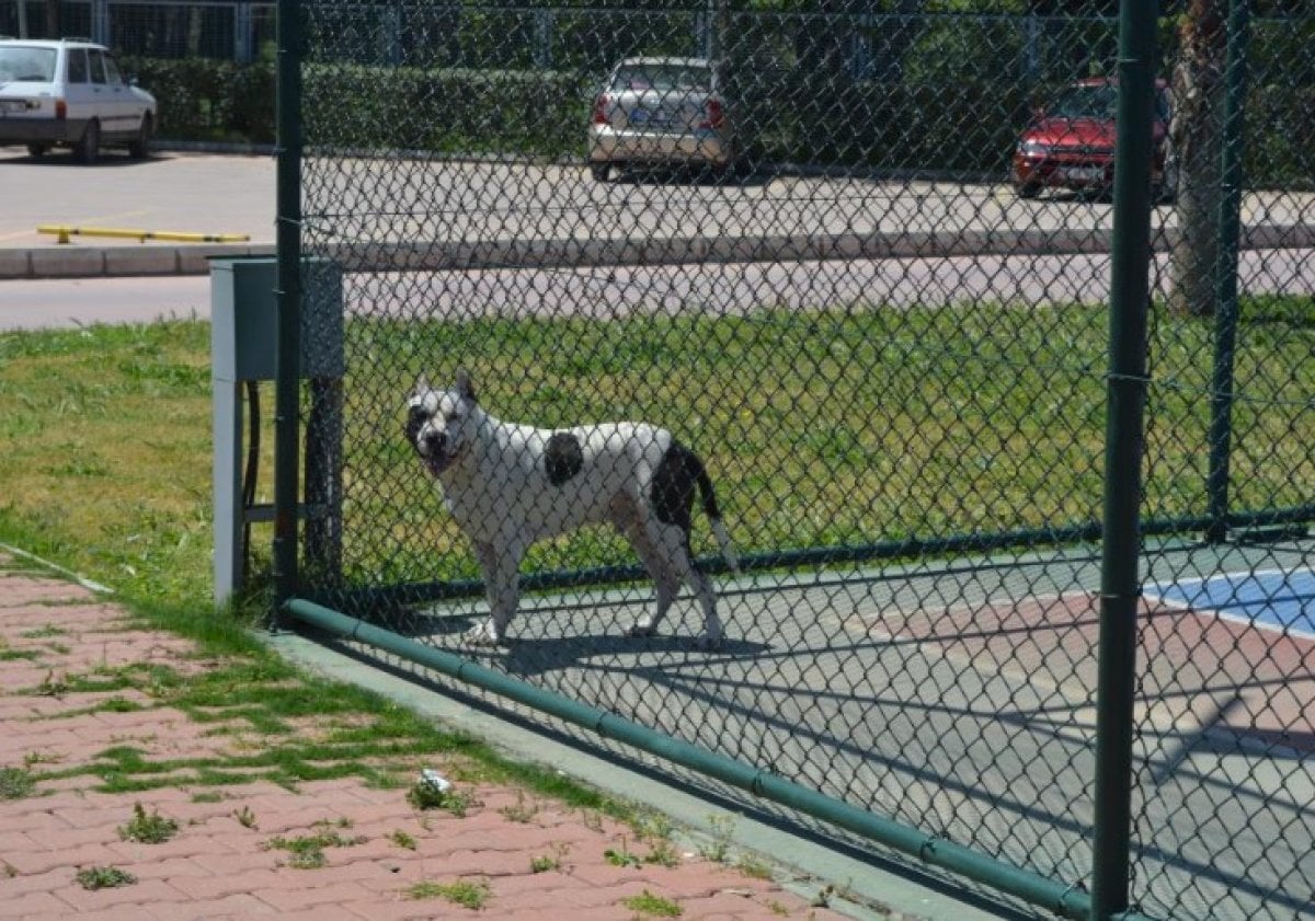 İzmir de başıboş pitbull başka bir köpeğe saldırdı #1