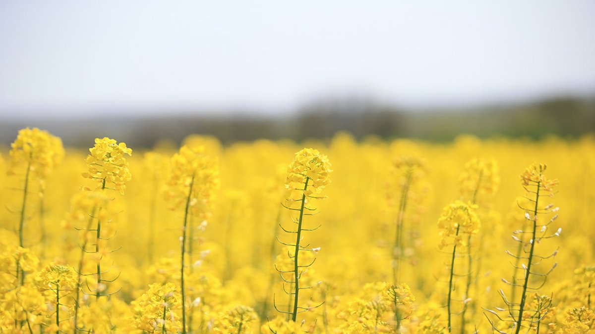 Trakya nın verimli toprakları fotoğrafçıların ilgi odağı #2