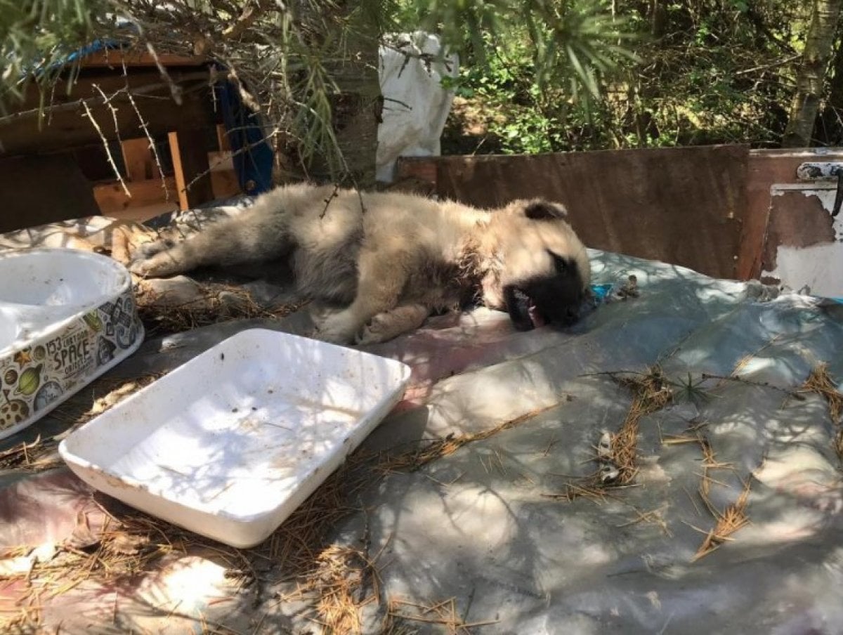 Kocaeli de ormanlık alana atılan köpekler telef oldu #3