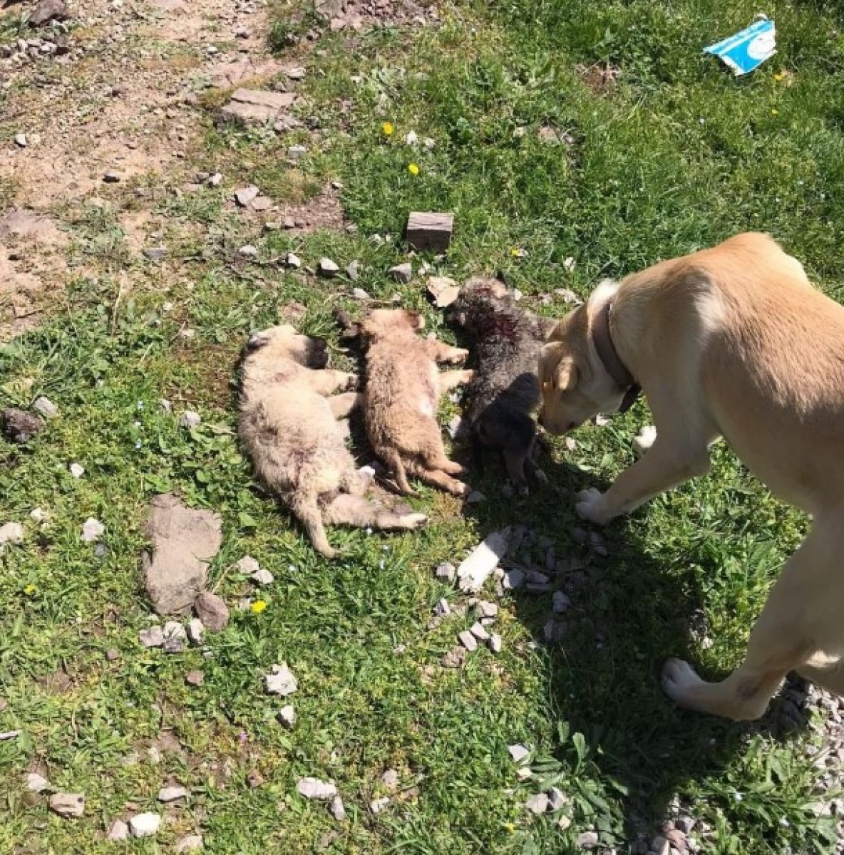 Kocaeli de ormanlık alana atılan köpekler telef oldu #2