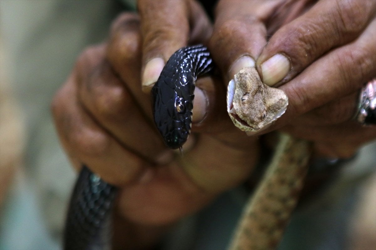 Jordanian snake lover man #3