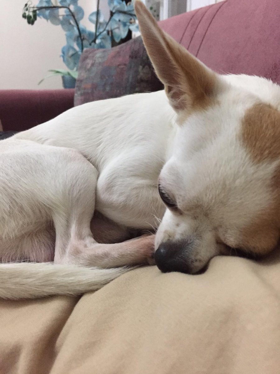 Kağıthane’de pitbull saldırısı kamerada #8