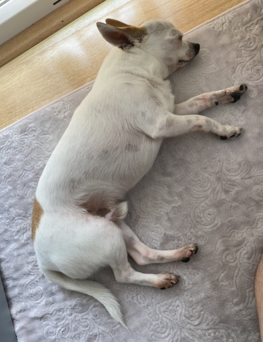 Kağıthane’de pitbull saldırısı kamerada #7