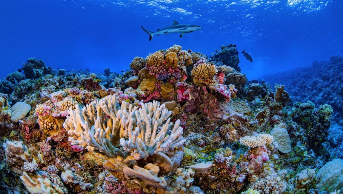 Küresel ısınma, denizlerdeki oksijeni tüketiyor