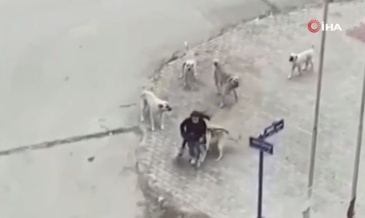 Ankara da başıboş köpekler yolda yürüyen genç kıza saldırdı #1