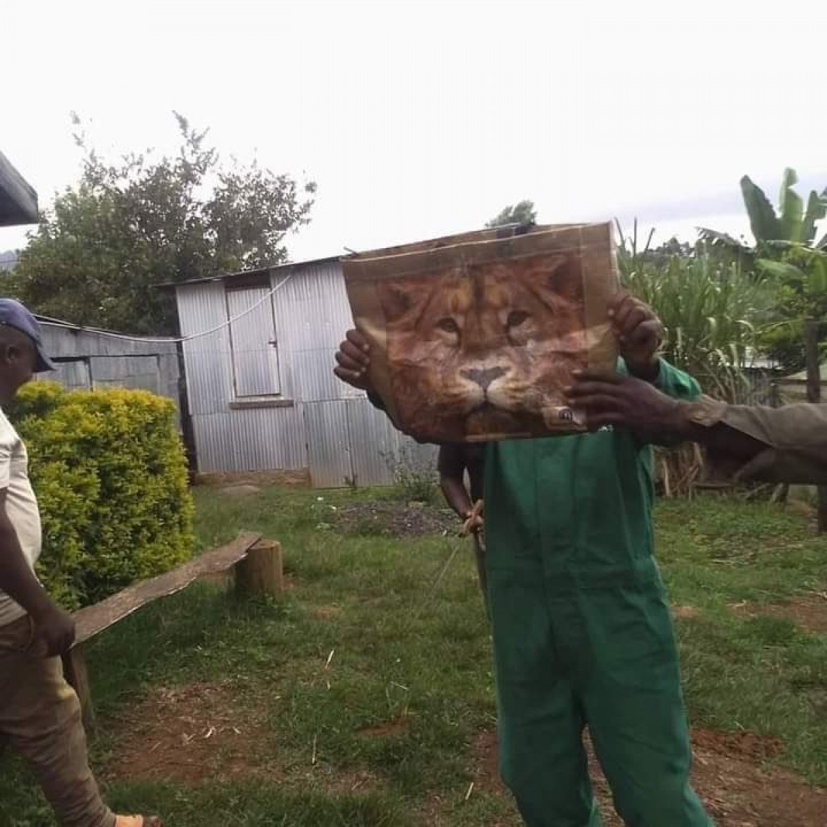 Officials who went to report a lion in Kenya encountered the bag #2