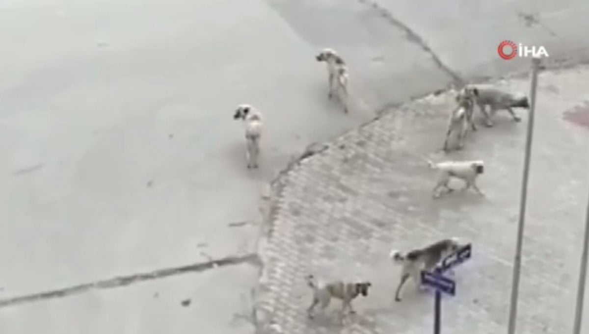 Ankara da başıboş köpekler yolda yürüyen genç kıza saldırdı #2