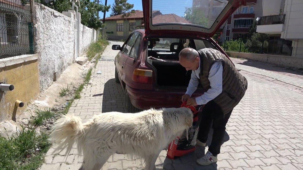 Kırıkkale de sokak köpekleri otomobile zarar verdi #3