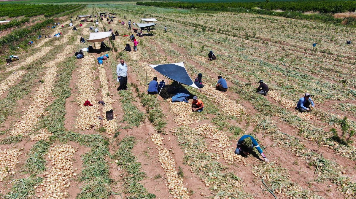 Adana’da soğan fiyatıyla çiftçinin yüzünü güldürüyor #4