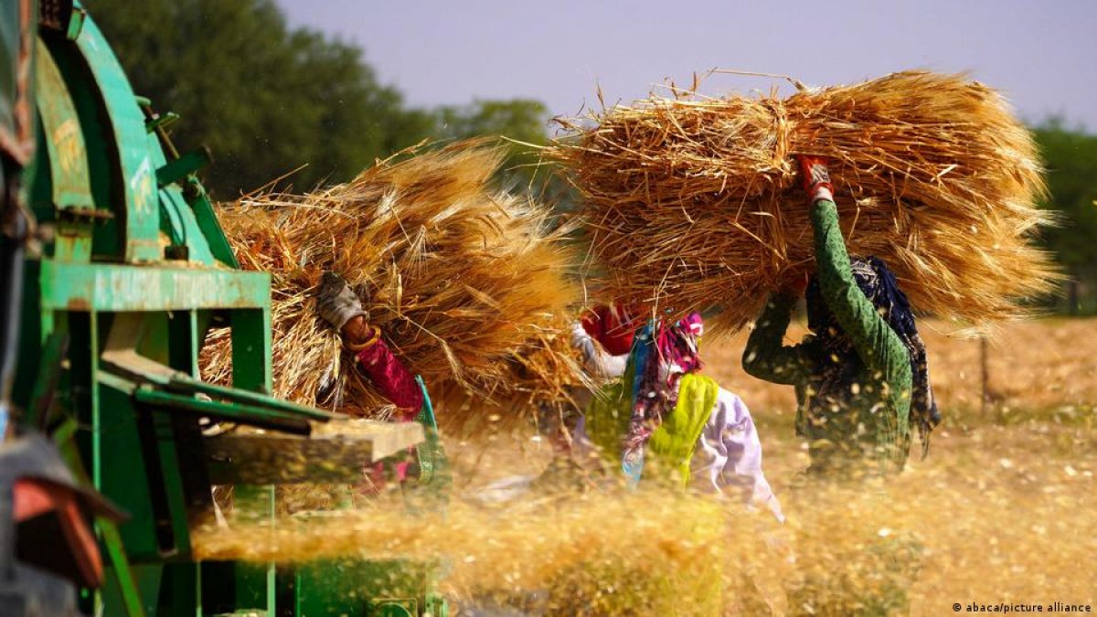 Wheat export prohibited from India #3