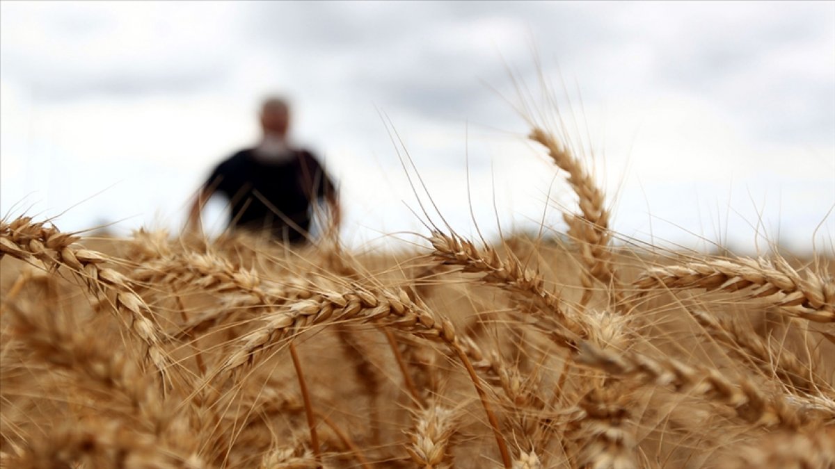 Wheat export prohibited from India #2