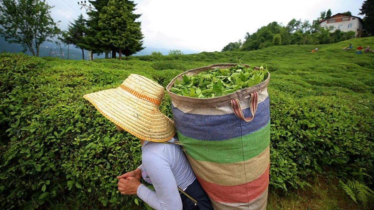 ÇAYKUR bir günde toplam 13 ton yaş çay aldı