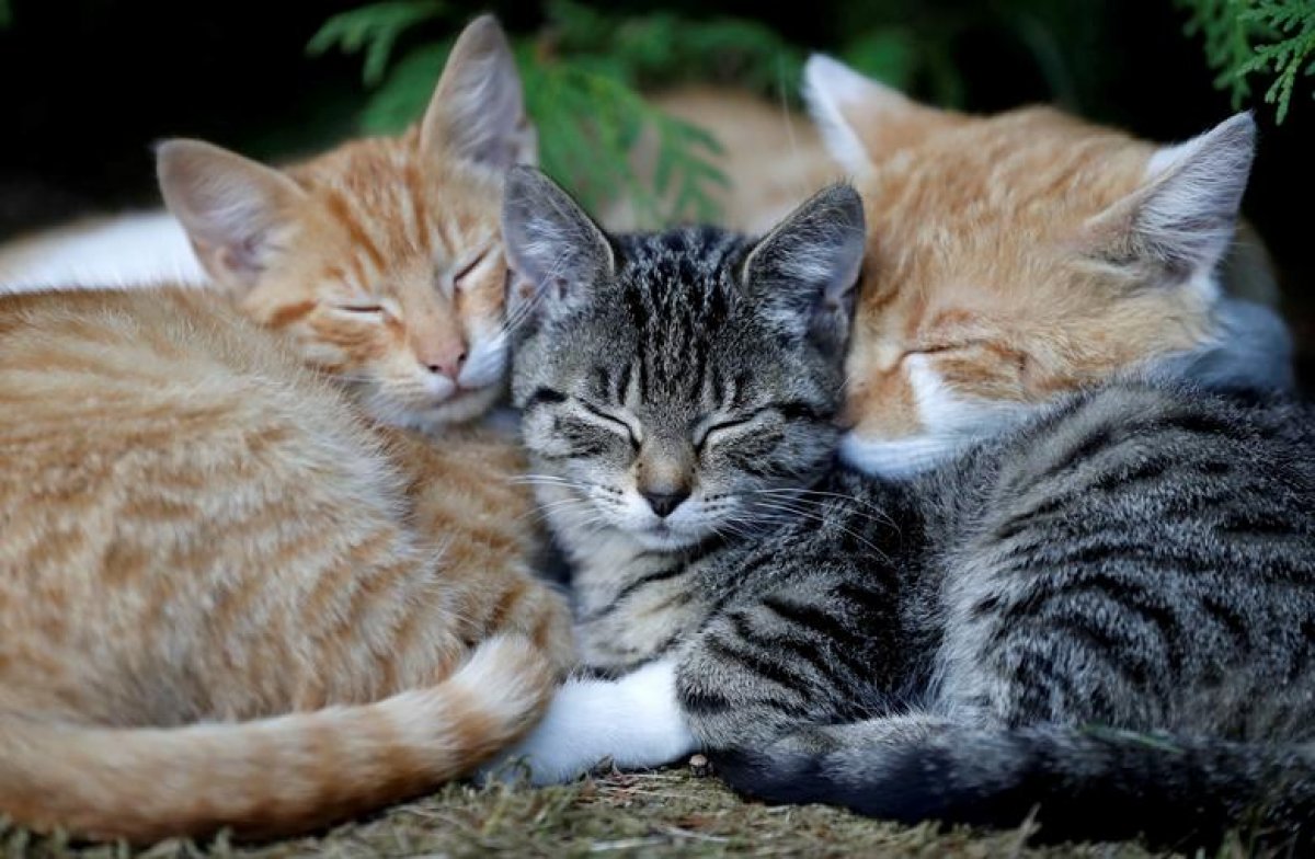 German town bans cats from going outside #2