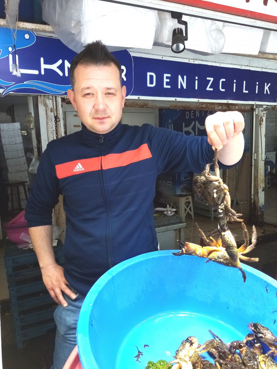 Balıkesir’de pavurya yengeçler kilosu 80 liradan satılıyor #2