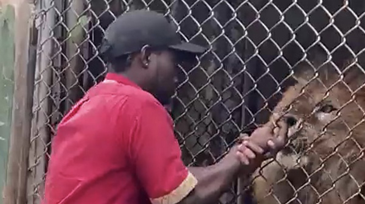 Jamaika'da aslan bakıcısının parmağını kopardı