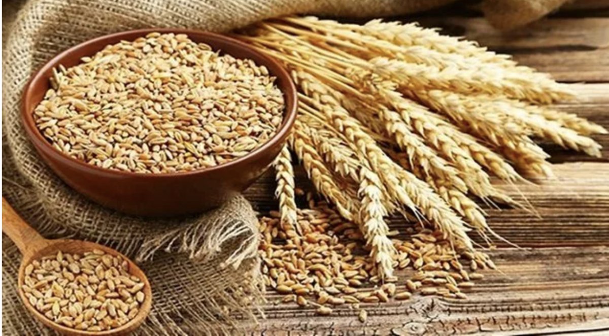 Buğday üreticileri kilogram başına 8 lira 50 kuruş bekliyor #1