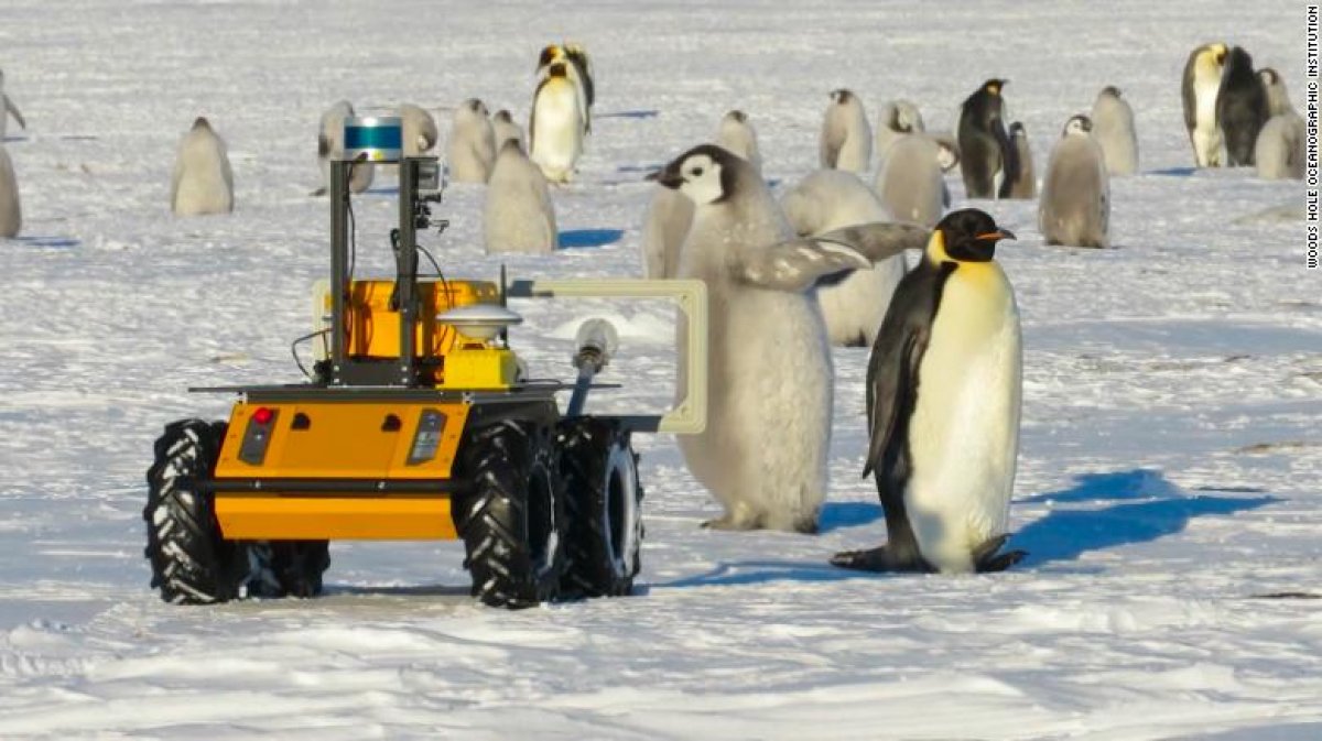 Antarktika'daki robot, penguenleri takip ediyor