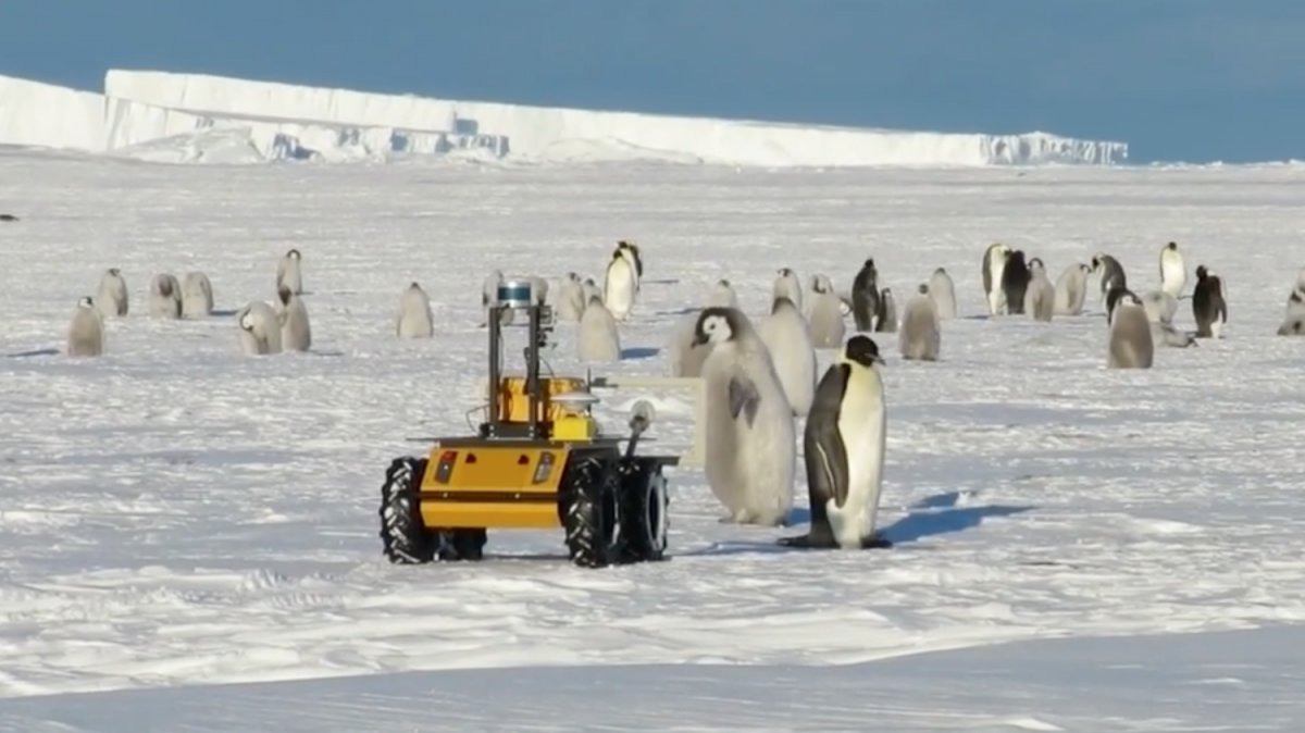 Antarktika'daki robot, penguenleri takip ediyor