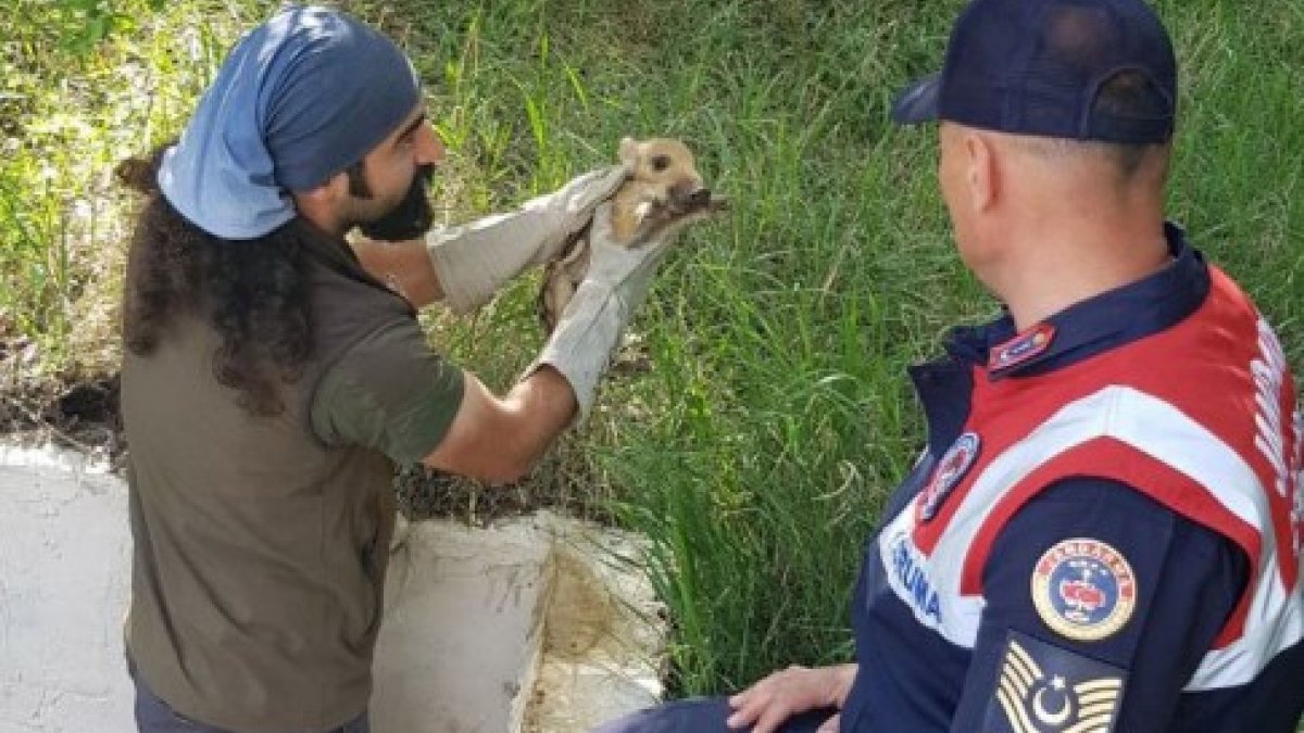 Sivas'ta boş havuza düşen domuz yavruları kurtarıldı