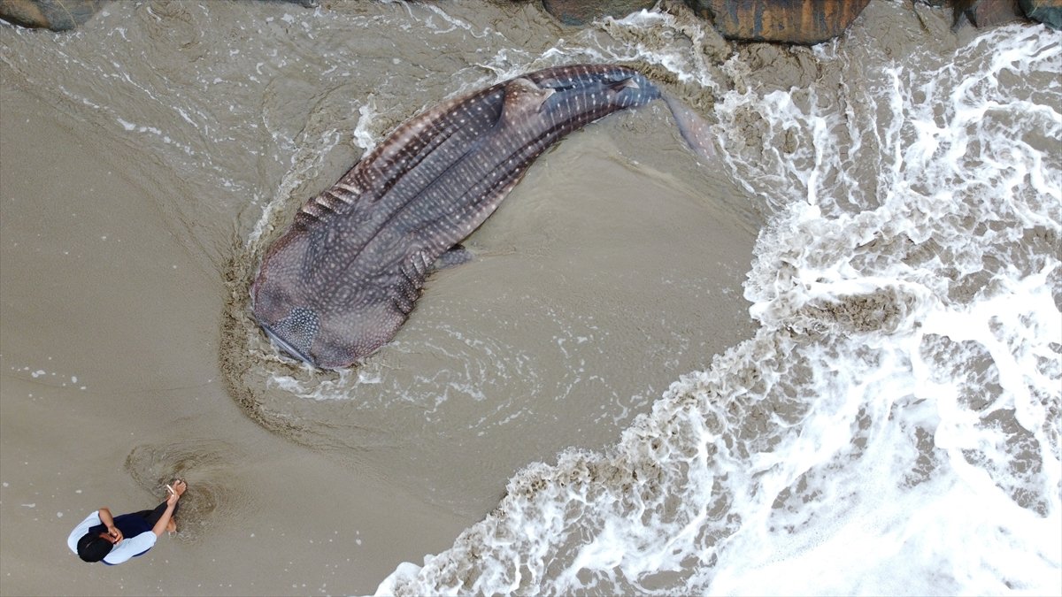 Endonezya’da balina köpek balığı ağa takıldı