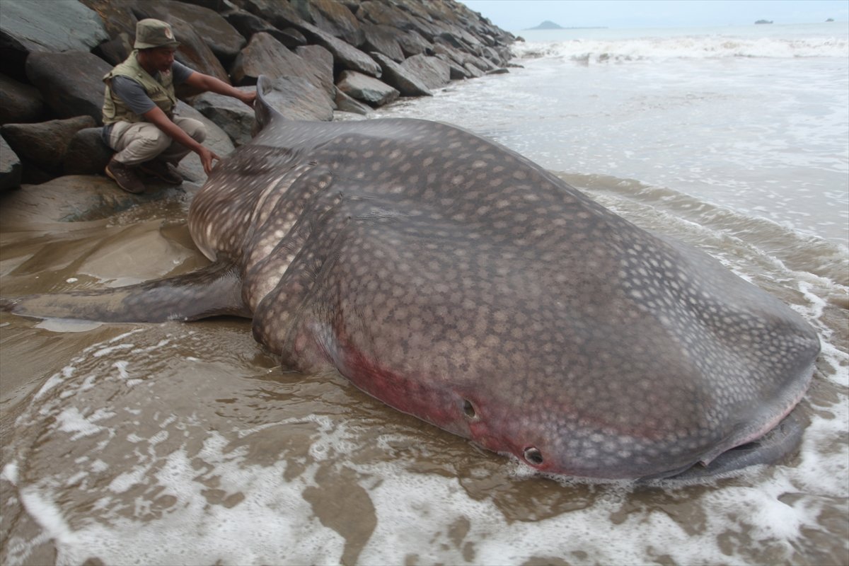 Whale shark caught in net in Indonesia #4