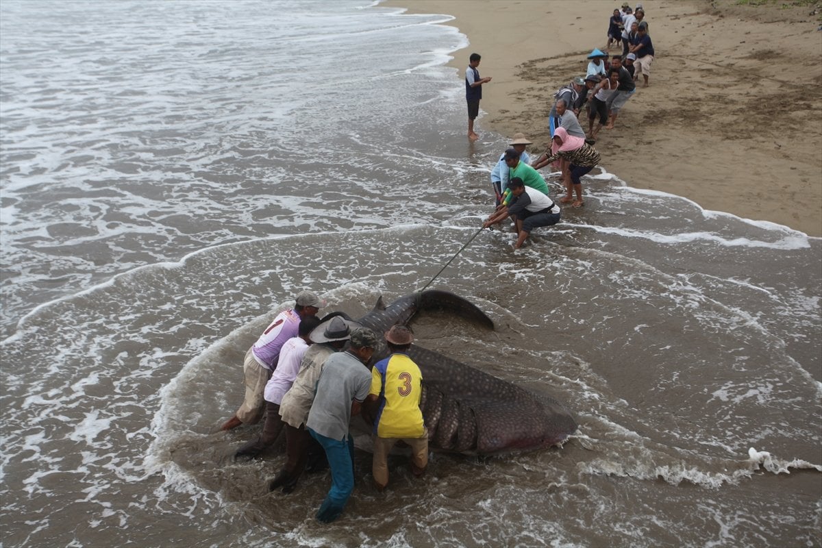Endonezya’da balina köpek balığı ağa takıldı #6