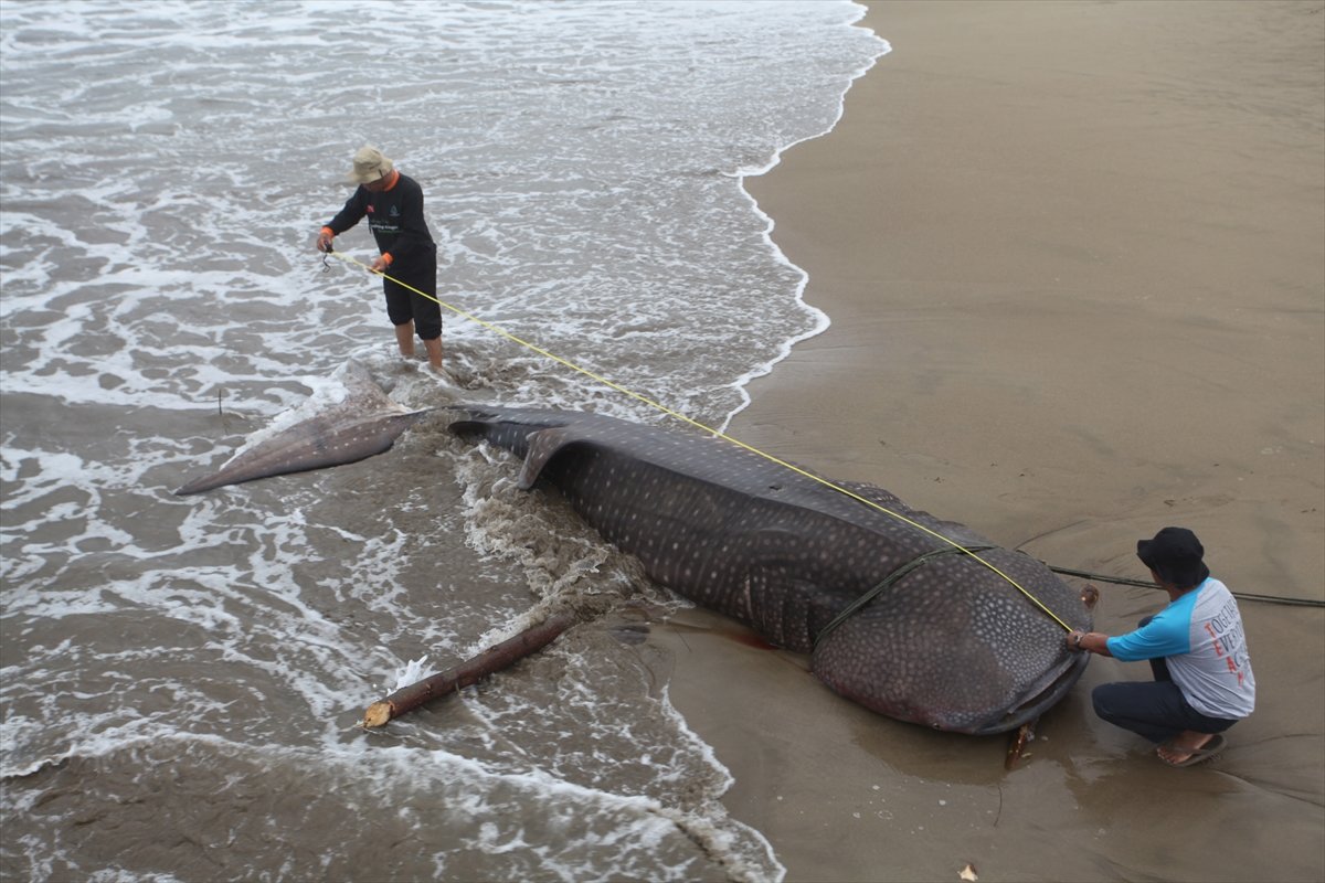 Whale shark caught in net in Indonesia #8