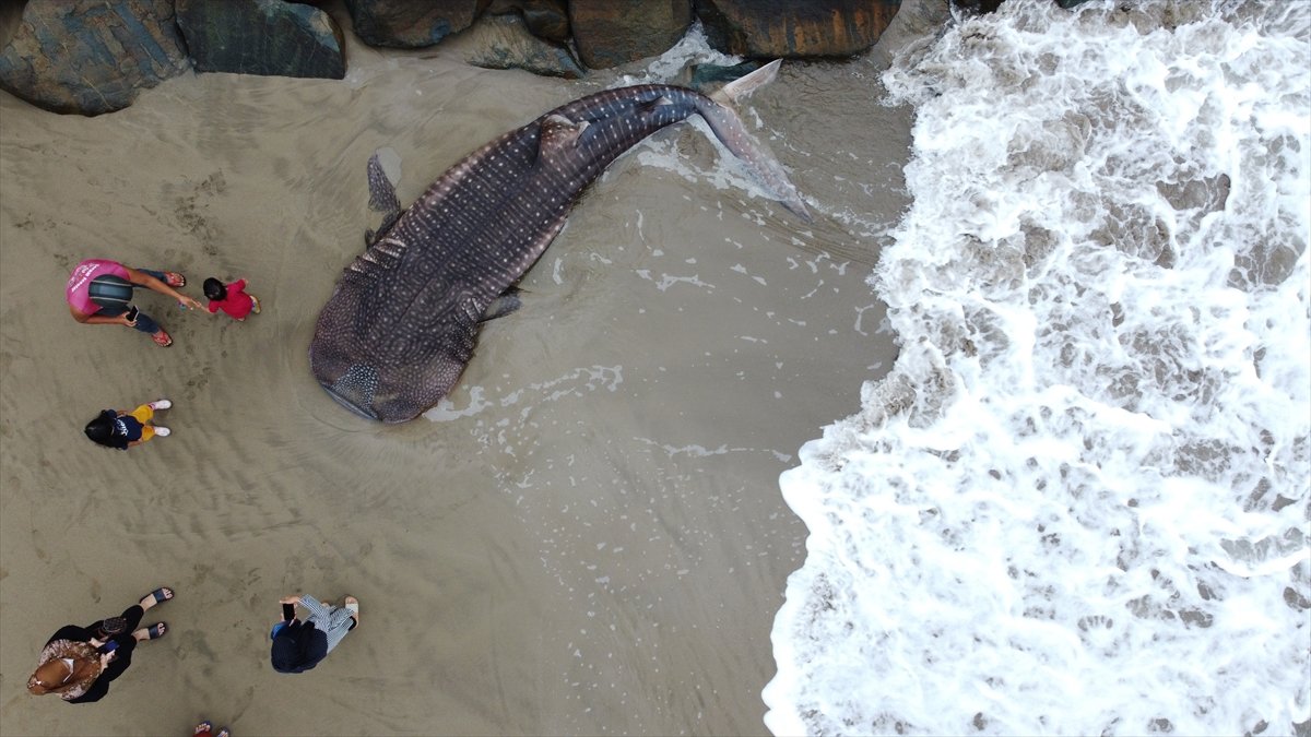 Endonezya’da balina köpek balığı ağa takıldı #1