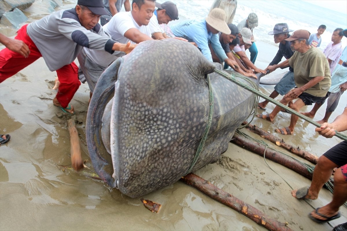 Endonezya’da balina köpek balığı ağa takıldı #9