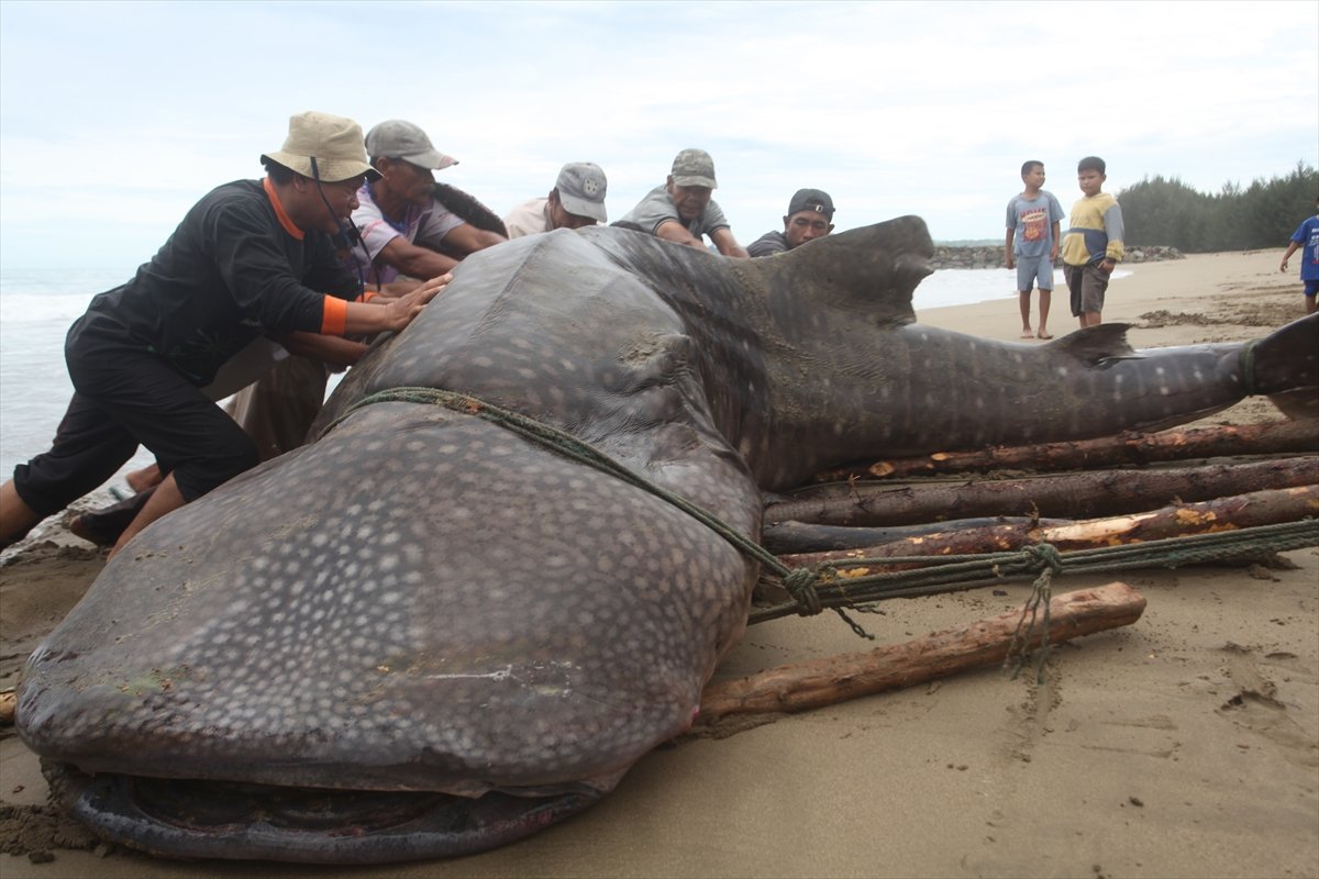 Endonezya’da balina köpek balığı ağa takıldı