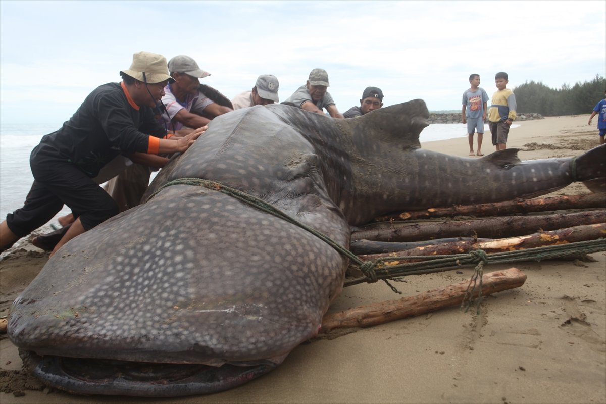 Whale shark caught in net in Indonesia #10