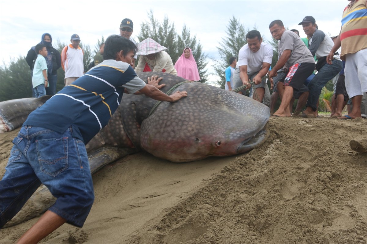 Whale shark caught in net in Indonesia #11