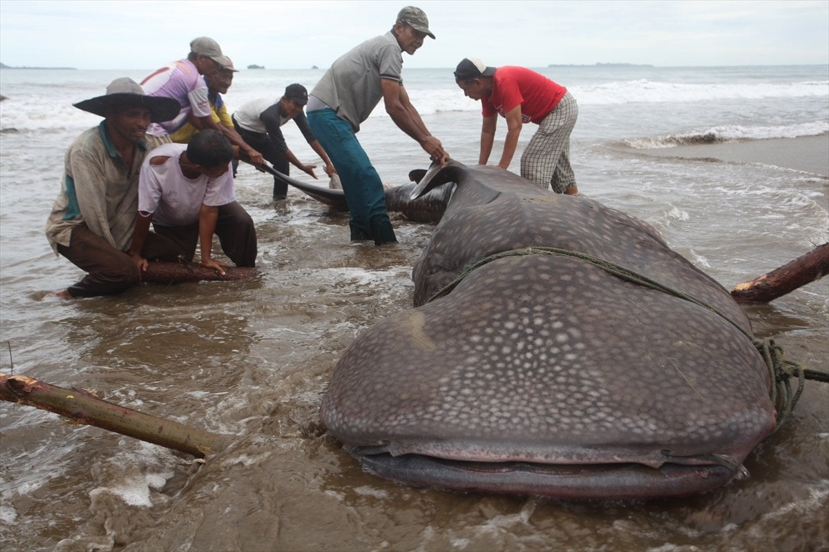 Endonezya’da balina köpek balığı ağa takıldı #7