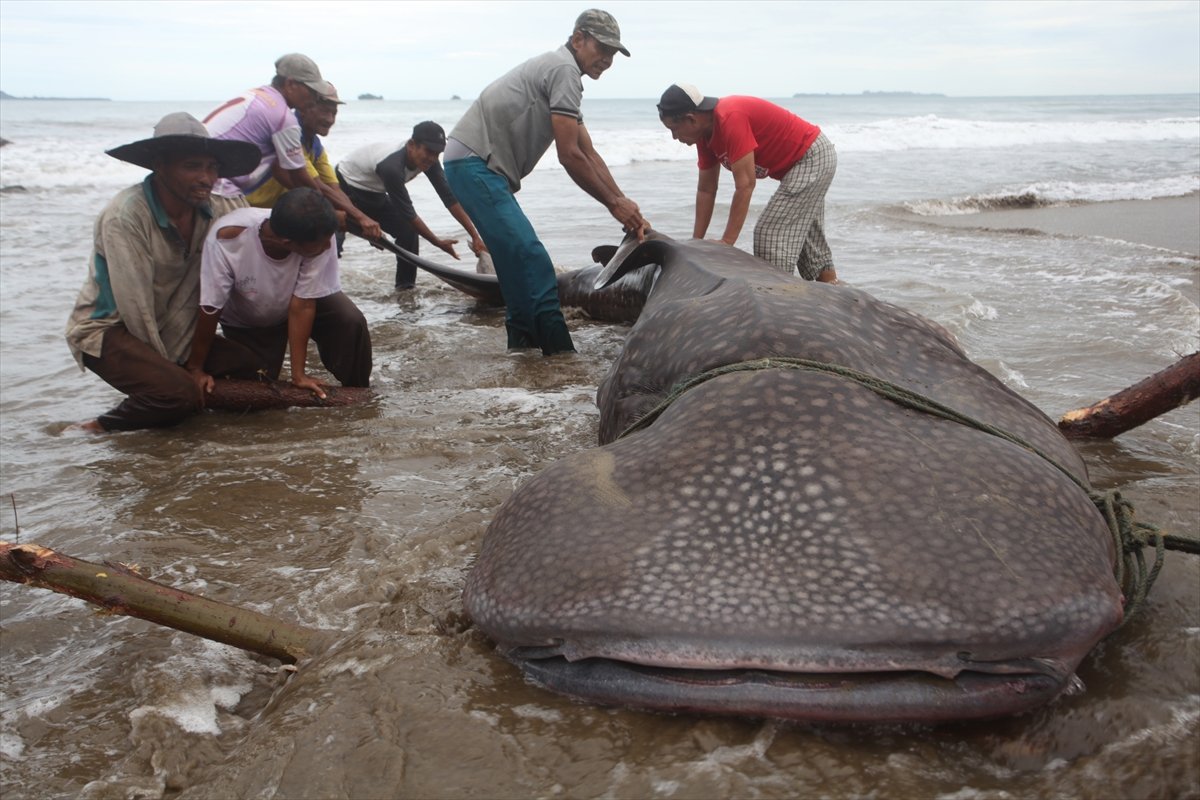 Whale shark caught in net in Indonesia #7